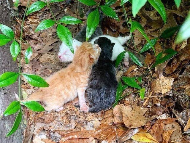 流浪猫每天向女孩讨食 却不当众吃 女孩诧异潜进来 才知背后心酸(图2)