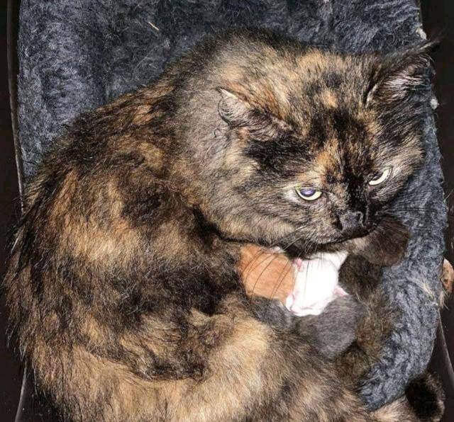 流浪猫每天向女孩讨食 却不当众吃 女孩诧异潜进来 才知背后心酸(图5)