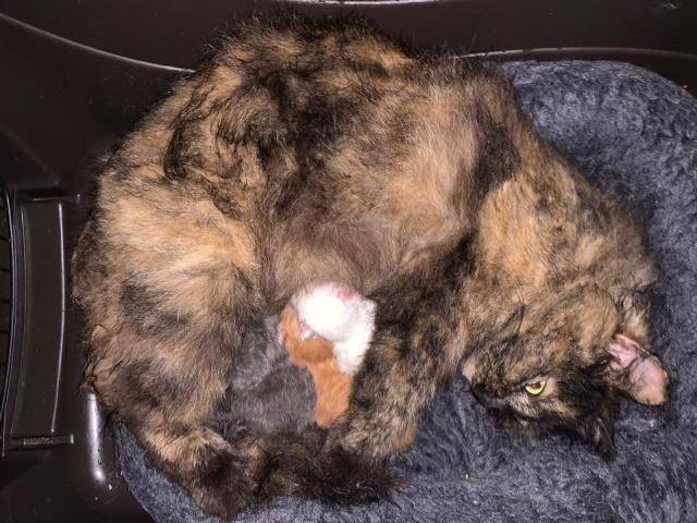 流浪猫每天向女孩讨食 却不当众吃 女孩诧异潜进来 才知背后心酸(图4)