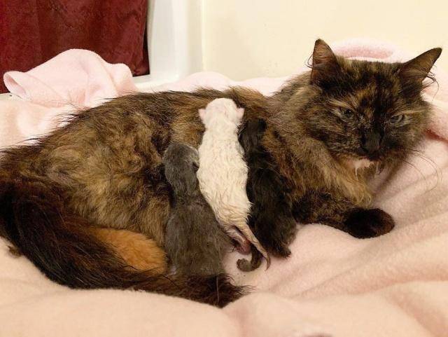 流浪猫每天向女孩讨食 却不当众吃 女孩诧异潜进来 才知背后心酸(图6)