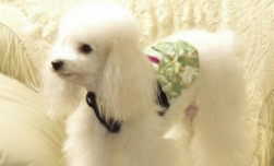 贵宾犬很瘦咋办？得分析什么具体看的原因(图3)