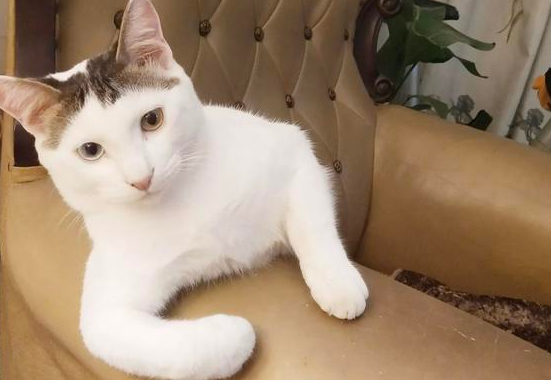 养了三年多的猫咪 家里到处都是是毛 还有一个味道 好像有点不想养了怎么办啊?(图1)