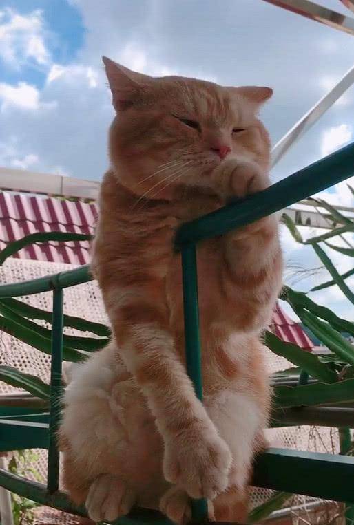 猫咪很喜欢伏在栏杆上 总觉得很悲伤 喵：我什么时候才有女朋友？(图2)