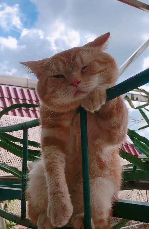 猫咪很喜欢伏在栏杆上 总觉得很悲伤 喵：我什么时候才有女朋友？(图4)