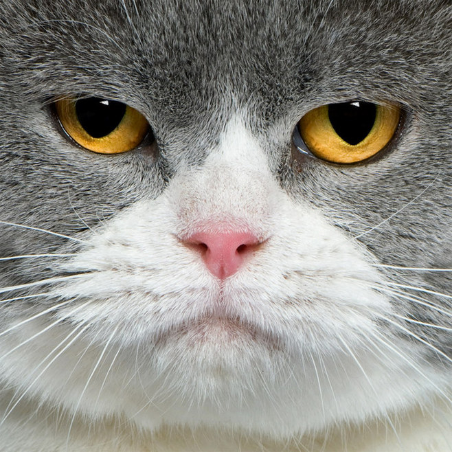 “凌晨2点 我家猫钻回了被窝”：天冷了 猫咪怎摸冬天取暖？(图1)