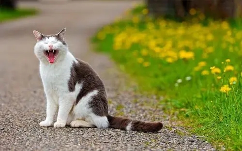 “凌晨2点 我家猫钻回了被窝”：天冷了 猫咪怎摸冬天取暖？(图2)