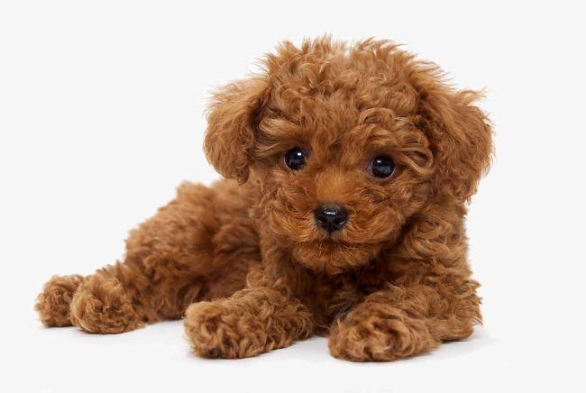 狗得米粒大小的症状 这些是肯定能够看的出来的(图2)