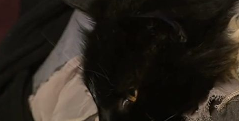 失散13年澳洲猫咪终于重归主人怀抱(图1)