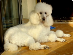 贵宾犬需要补钙吗？有疑问请写完这个内容(图3)