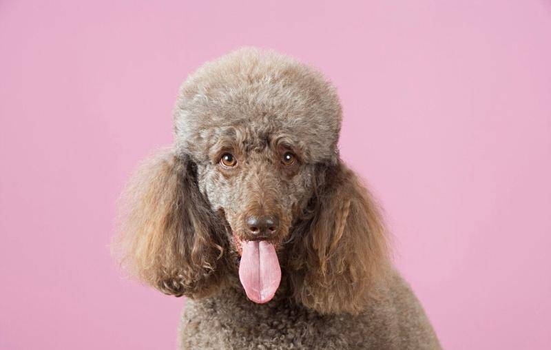 贵宾犬能吃骨头吗?现实中我们要这样的话做(图2)