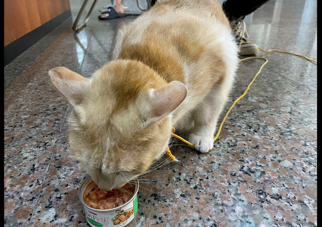 老人因很喜欢橘猫将它抢走了 警察找请上门后哭笑不得 它还在专注地干饭(图2)