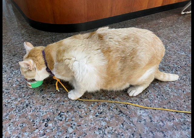 老人因很喜欢橘猫将它抢走了 警察找请上门后哭笑不得 它还在专注地干饭(图1)