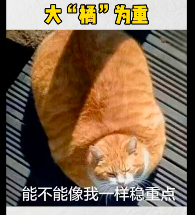 老人因很喜欢橘猫将它抢走了 警察找请上门后哭笑不得 它还在专注地干饭(图4)