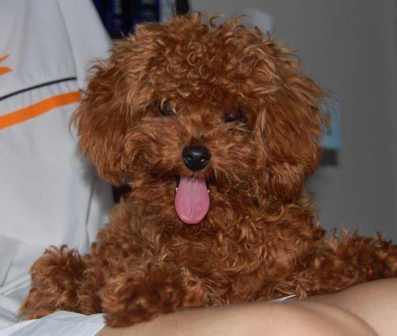 狗狗肠胃炎症状 都很确实的那就是那些个表现(图1)