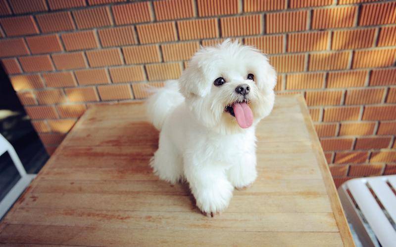 萨摩耶三天吃多少狗粮 狗狗喂养需注意(图1)