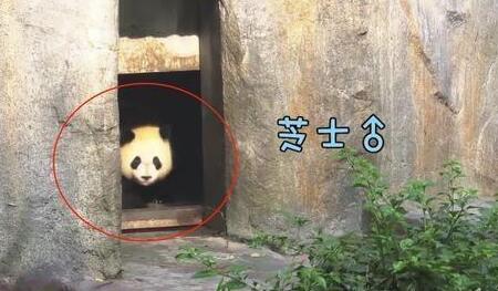 熊猫妈妈趁娃娃不天天在家睡个午觉 没有想到坑钱的小熊猫太能闹了(图3)