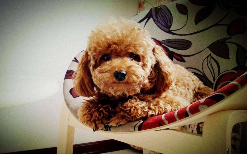 泰迪母狗发情怎么办啊 关心爱护请先行(图2)