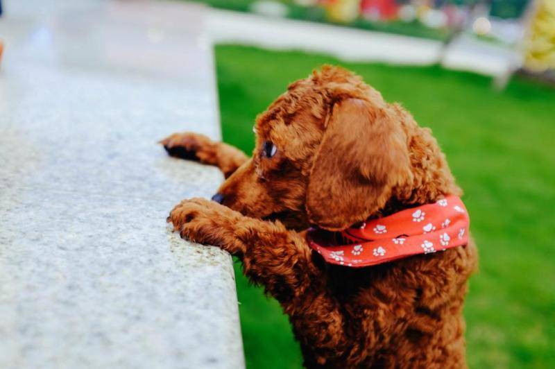 泰迪母狗发情怎么办啊 关心爱护请先行(图3)