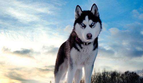 什么是哈士奇？只是一条狗吗(图1)