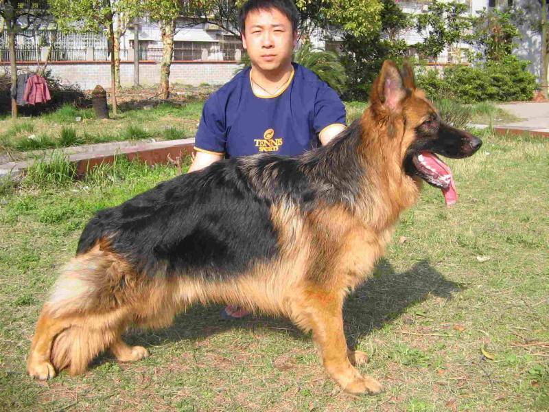 德牧怎么才能训练 新手必备技巧训练教程(图2)