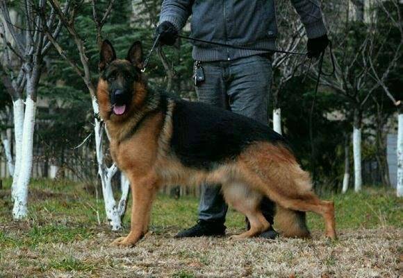 德牧怎么才能训练 新手必备技巧训练教程(图3)