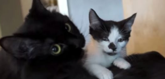 猫咪兄弟档感情超好放弃猫搭台也要窝在一起(图1)