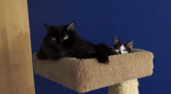猫咪兄弟档感情超好放弃猫搭台也要窝在一起(图2)