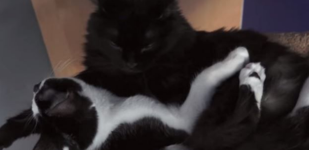 猫咪兄弟档感情超好放弃猫搭台也要窝在一起(图4)