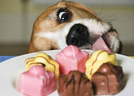 比格犬好训练训练吗 前提是要那样练习(图2)