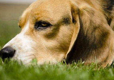 比格犬好训练训练吗 前提是要那样练习(图3)