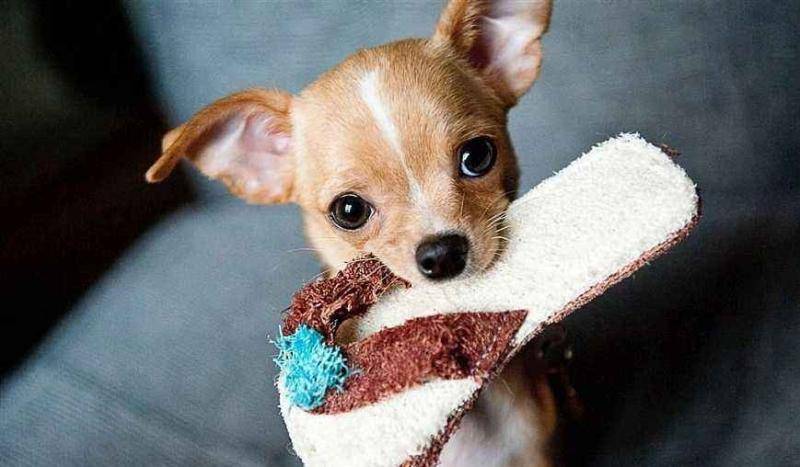 训狗方法大全 总有一条更适合你(图2)