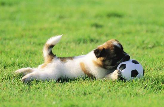 训狗方法大全 总有一条更适合你(图3)