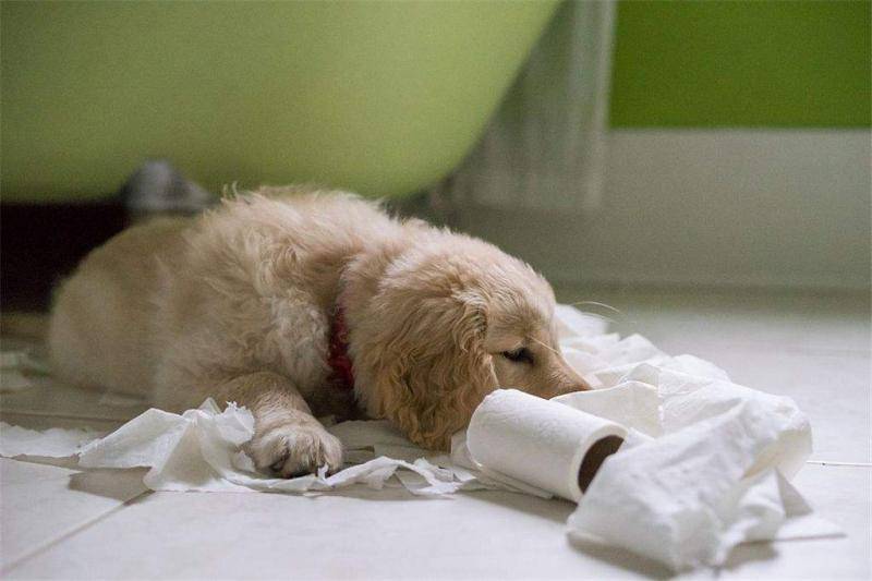 训狗方法大全 总有一条更适合你(图4)