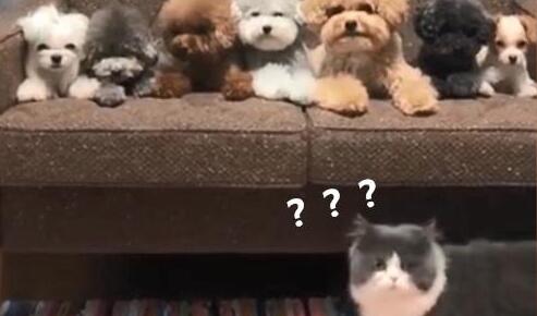 为狗狗拍合照 家里猫咪意外入镜 这货又悄小jj地为难离开了(图3)