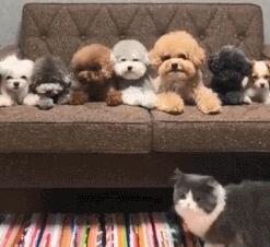 为狗狗拍合照 家里猫咪意外入镜 这货又悄小jj地为难离开了(图5)
