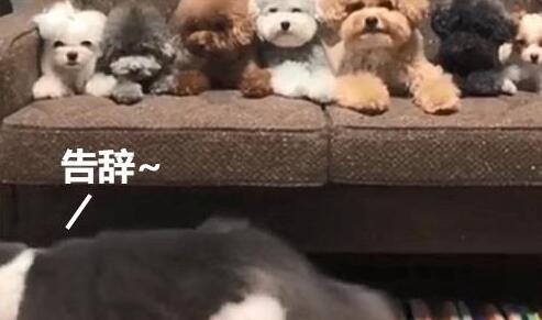 为狗狗拍合照 家里猫咪意外入镜 这货又悄小jj地为难离开了(图6)