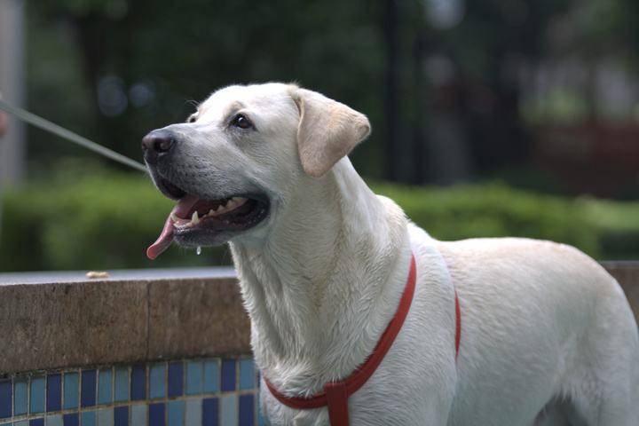 狗中暑怎么办 这些方法可以学学(图1)