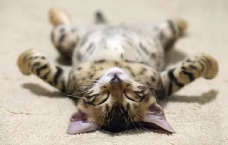 猫咪被公园全国通缉 看到犯罪照片后 无法下手抵赖 点也没真是冤枉它(图1)