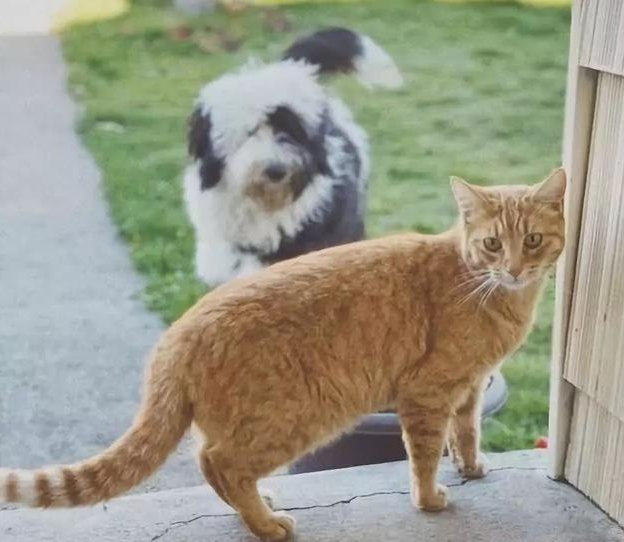 狗子能有多黏小猫咪_狗狗黏上邻居家的猫 主人看了直捂脸：你最好别面子的啊(图1)