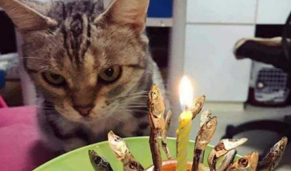 敬佩!铲屎官给猫主子过生日 蛋糕、蜡烛、神秘莫测惊喜一样的没法少(图1)
