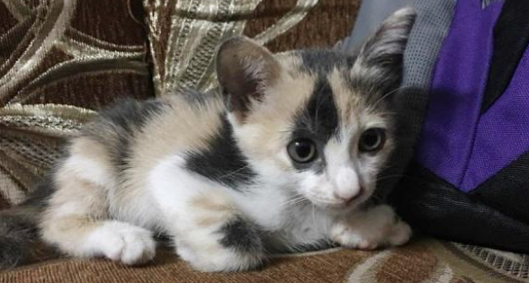 敬佩!铲屎官给猫主子过生日 蛋糕、蜡烛、神秘莫测惊喜一样的没法少(图2)