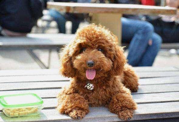 贵宾犬喜欢特别黏人吗?但是天生就这么(图2)