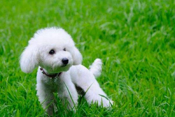 贵宾犬你必须合笼吗？最适合的建议看这里(图1)