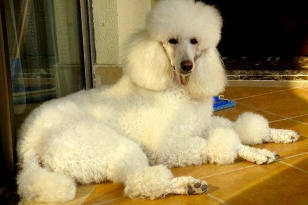 贵宾犬你必须合笼吗？最适合的建议看这里(图3)