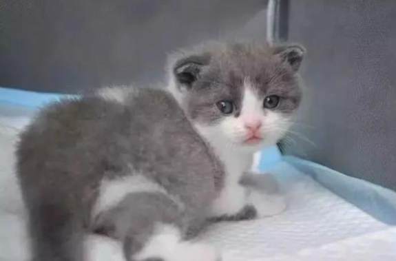 国内首只克隆猫满月!你会用那样的方式让爱宠永远不会陪你吗?(图1)