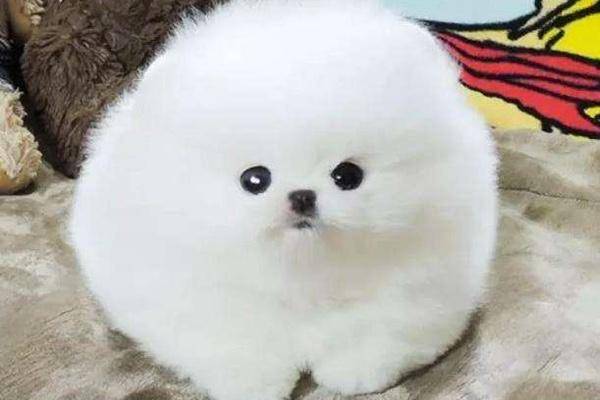 博美间歇性抽搐疼痛 可能是这些方面的问题(图1)