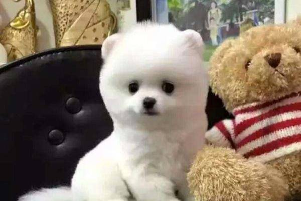 博美间歇性抽搐疼痛 可能是这些方面的问题(图2)