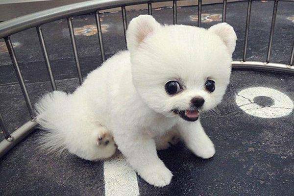 博美间歇性抽搐疼痛 可能是这些方面的问题(图3)