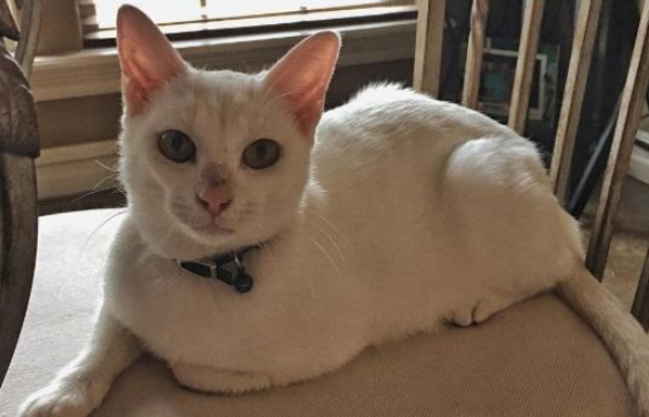 猫咪头被罐头卡住 被男子救后一天来讨食 带一家三口换了个主人(图1)