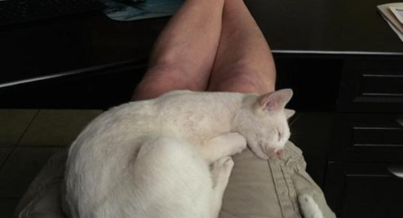 猫咪头被罐头卡住 被男子救后一天来讨食 带一家三口换了个主人(图2)